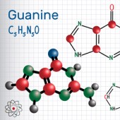 Guanine Analysis