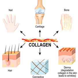 Hydrolyzed Collagen Analysis