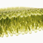 Phospholipid Analysis