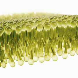 Individual Phospholipid Analysis