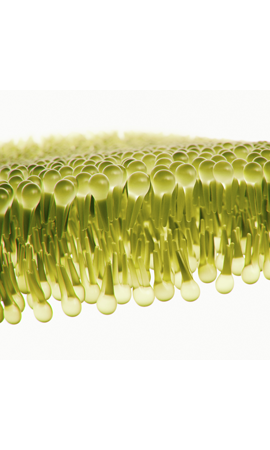 Total Phospholipid Profile Analysis